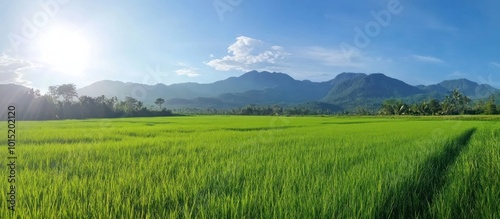 Tranquil Rice Paddy Field with Mountain Views