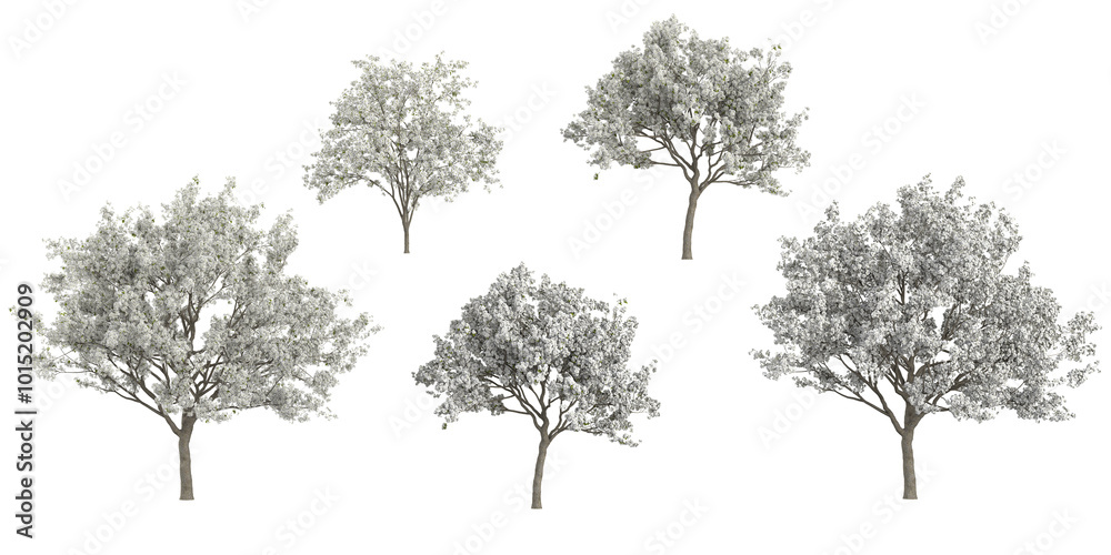 Fototapeta premium Collection of cottonwood plants with transparent background