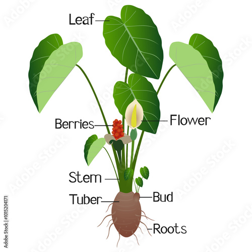 Parts of taro plant on a white background..eps