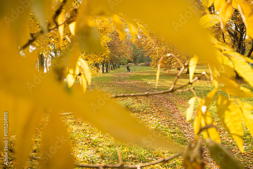 Path in the park in autumn surrounded by leaves on the tree