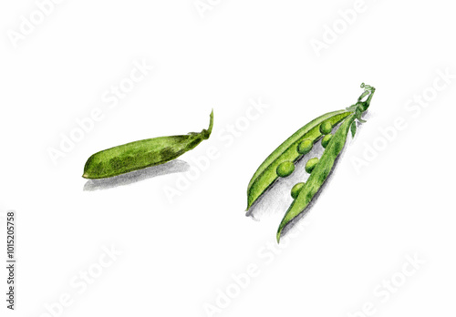 Watercolor green pea pods isolated on white background