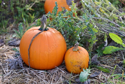 Pumpkin, Pumpkins on the field in autumn