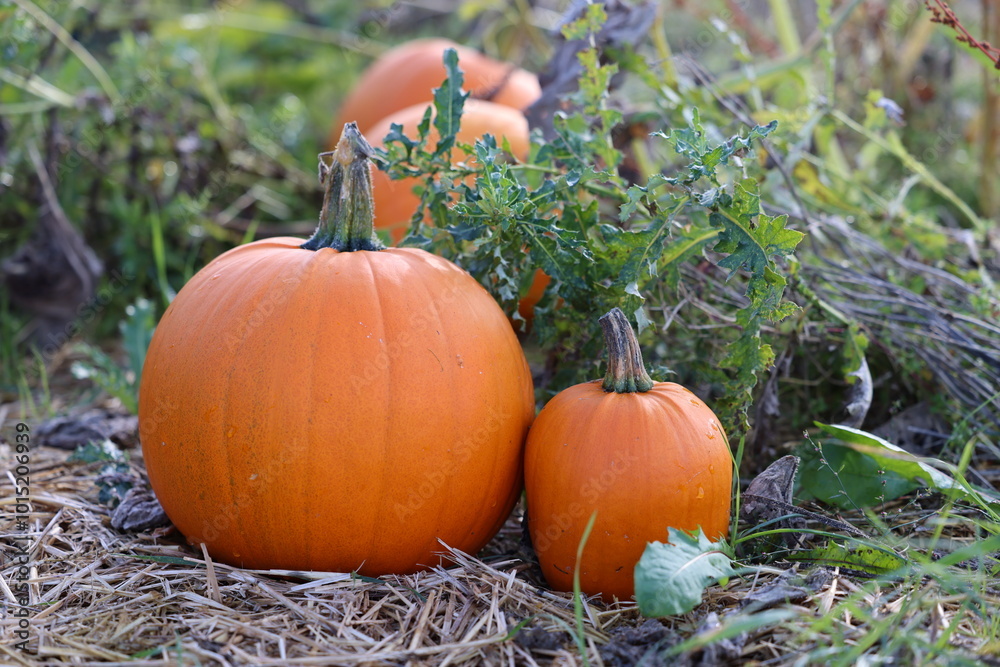 Fototapeta premium Pumpkin, Pumpkins on the field in autumn