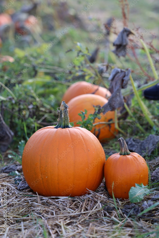 Fototapeta premium Pumpkin, Pumpkins on the field in autumn