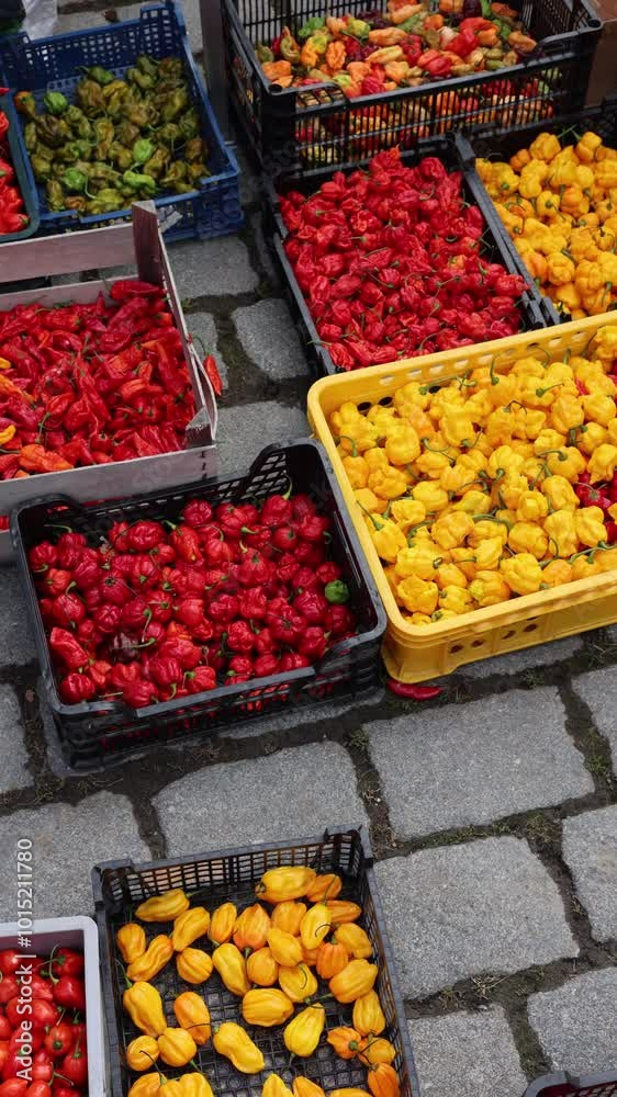 Chili peppers for sale vertical video Chili peppers for sale vertical video