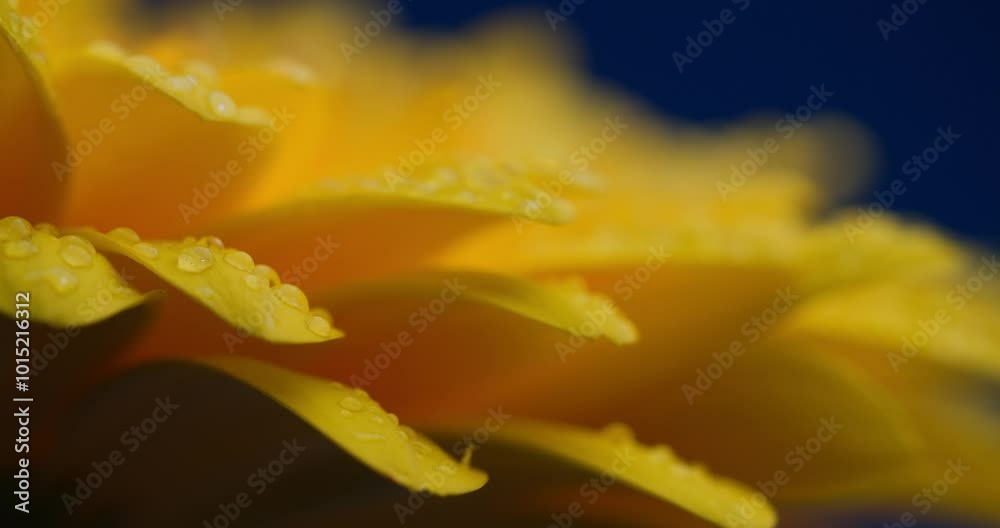 project video captivating the soft petals of bright yellow Gerbera Daisy flower with raindrops on top of it in front of blue background project video captivating the soft petals of bright yellow Gerbera Daisy flower with raindrops on top of it in front of blue background