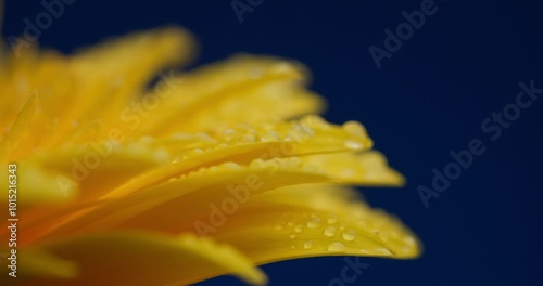 Gerbera Daisy flower in full bloom with water on its petals, lights are fading illustrating the concept of withering 