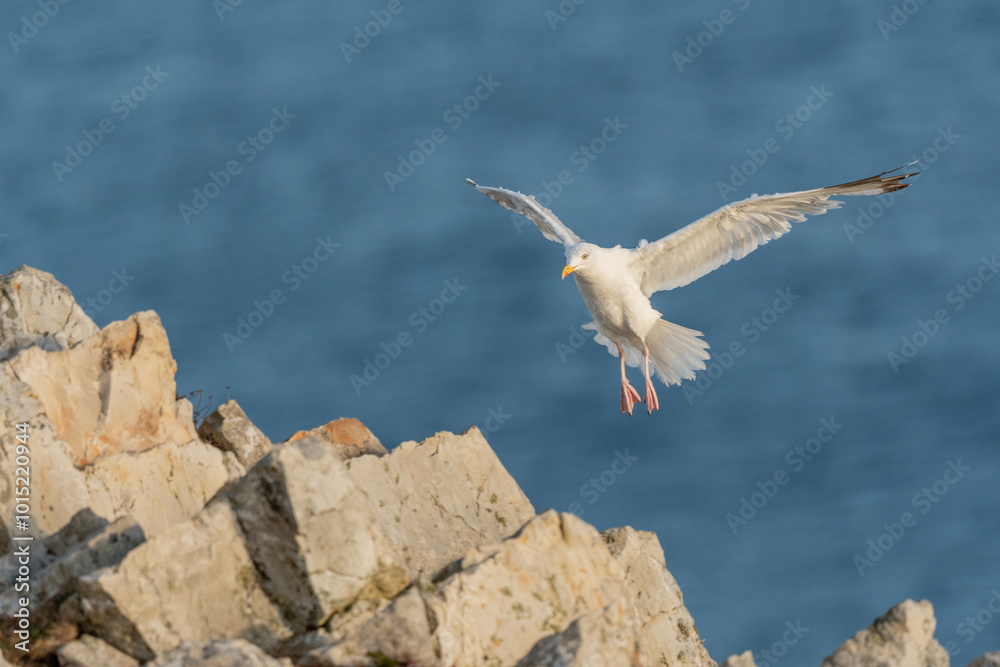 Herring gull (Larus argentatus) flying along the cliffs. Herring gull (Larus argentatus) flying along the cliffs.