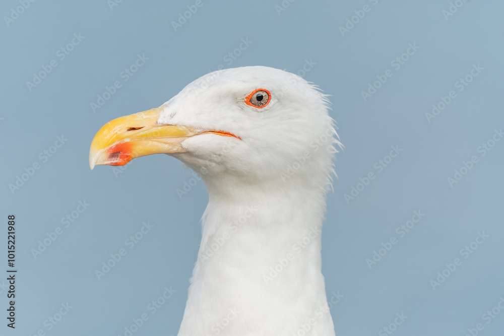 Lesser Black-backed Gull (Larus fuscus) portrait in a port on the Atlantic coast. Lesser Black-backed Gull (Larus fuscus) portrait in a port on the Atlantic coast.