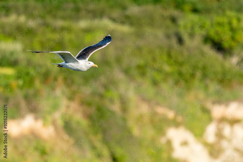Great Black-backed Gull (Larus marinus) in flight soaring along cliffs of the Atlantic Ocean Great Black-backed Gull (Larus marinus) in flight soaring along cliffs of the Atlantic Ocean
