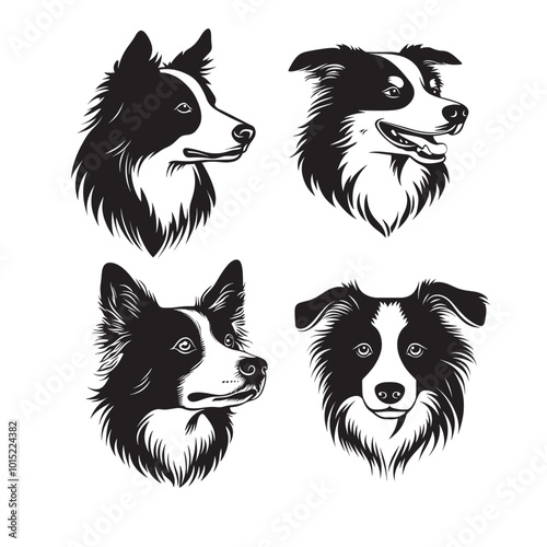 Border Collie dog silhouette 
