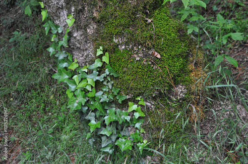 ivy and moss background