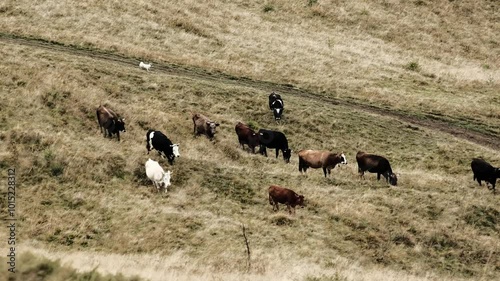 cows in the field