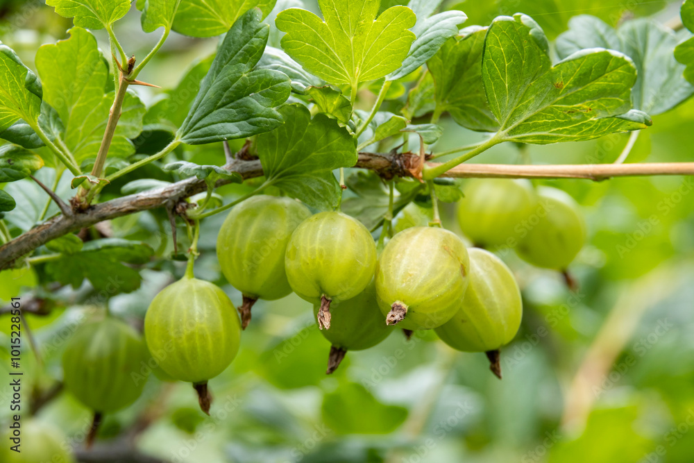 Ripe green gooseberries on a bush in the garden. Organic, Environmentally friendly berry in the garden. Ripe green gooseberries on a bush in the garden. Organic, Environmentally friendly berry in the garden.