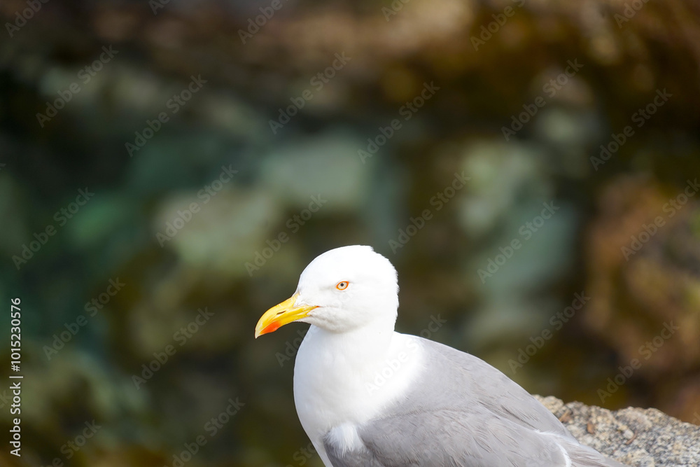 close up of a seagull, bird, nature, holiday, vacation, Costa Brava close up of a seagull, bird, nature, holiday, vacation, Costa Brava