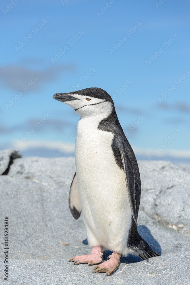 Fototapeta premium Chinstrap penguin on the beach in Antarctica