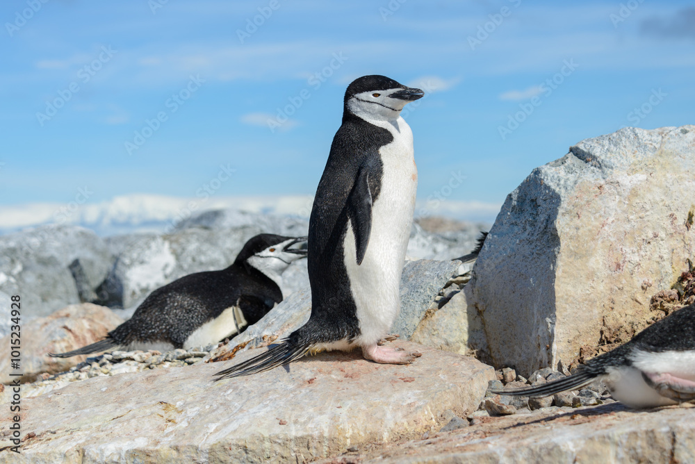 Obraz premium Chinstrap penguin on the beach in Antarctica