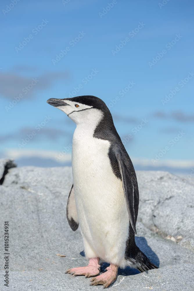 Obraz premium Chinstrap penguin on the beach in Antarctica