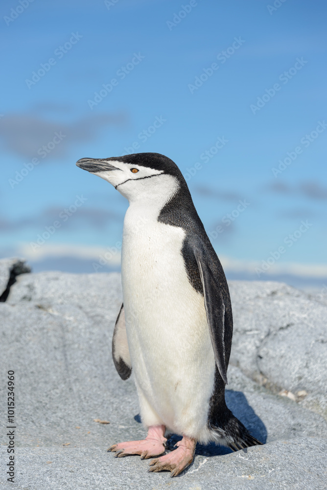 Naklejka premium Chinstrap penguin on the beach in Antarctica