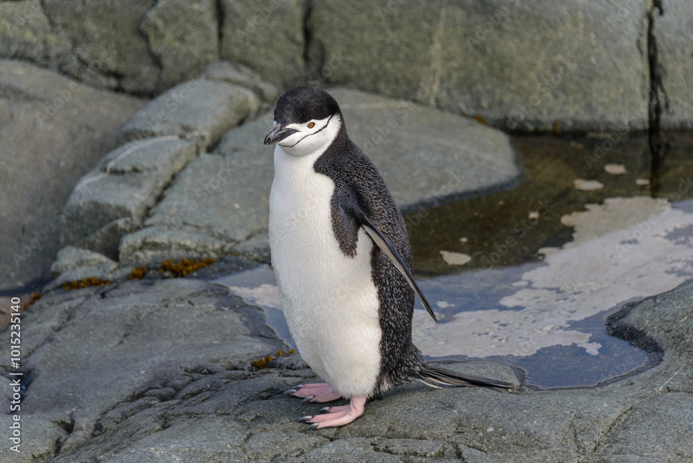 Fototapeta premium Chinstrap penguin on the rock close up