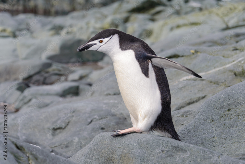 Obraz premium Chinstrap penguin on the snow in Antarctic