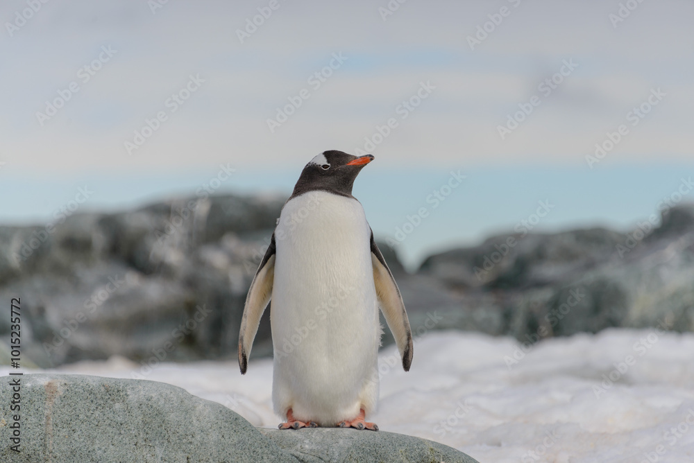 Fototapeta premium Gentoo penguin on the snow in Antarctic
