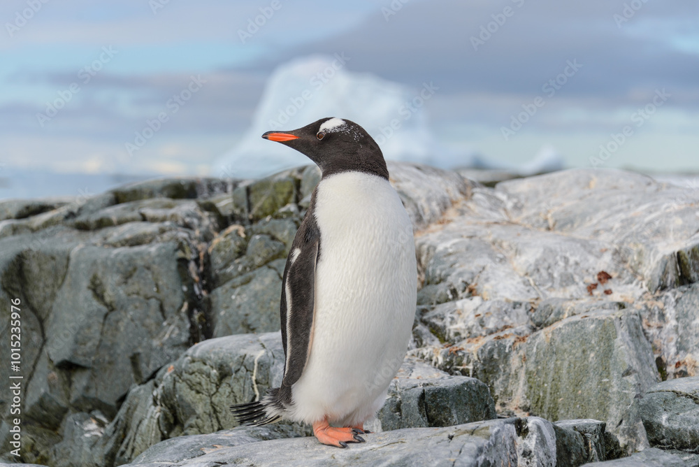 Naklejka premium Gentoo penguin on the snow in Antarctic