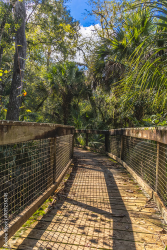 The Hillsboro River State Park footbridge is surrounded by a lush autumn forest, surrounded by thick vegetation and a large tree. The blue morning sky with clouds is above photo