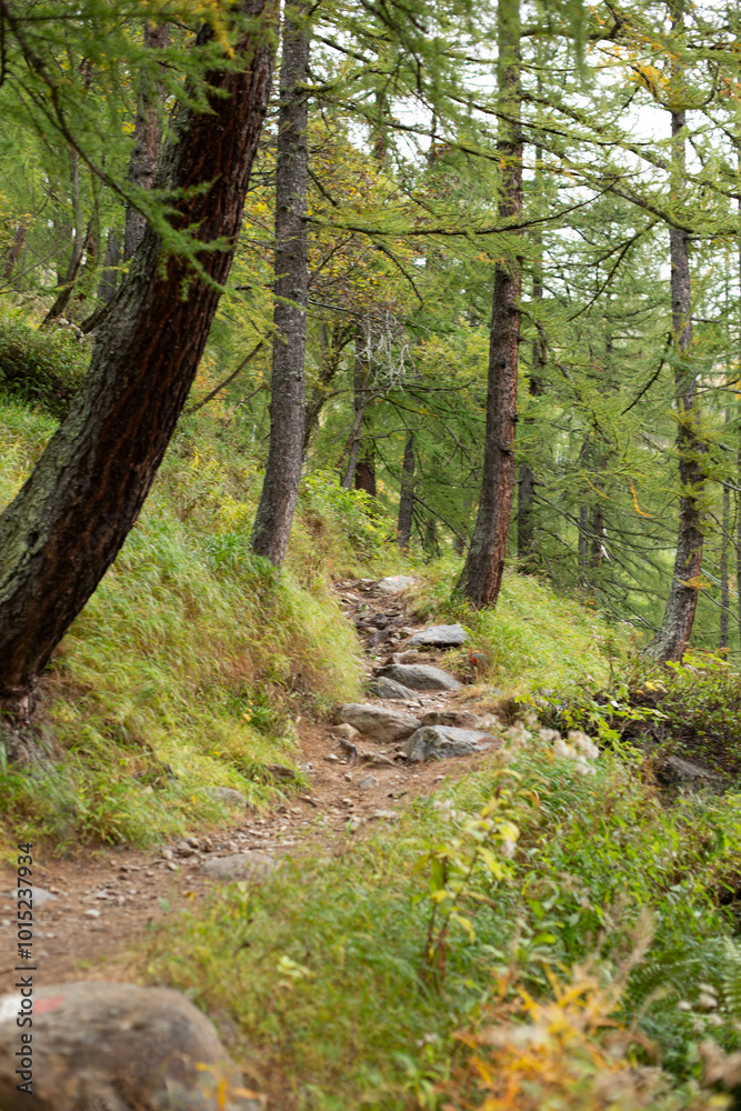 a path curves through a green forest a path curves through a green forest