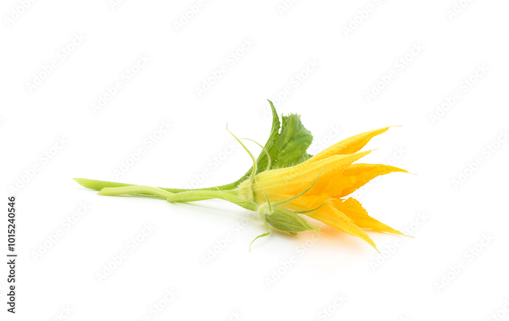 Fototapeta premium Yellow pumpkin flower.