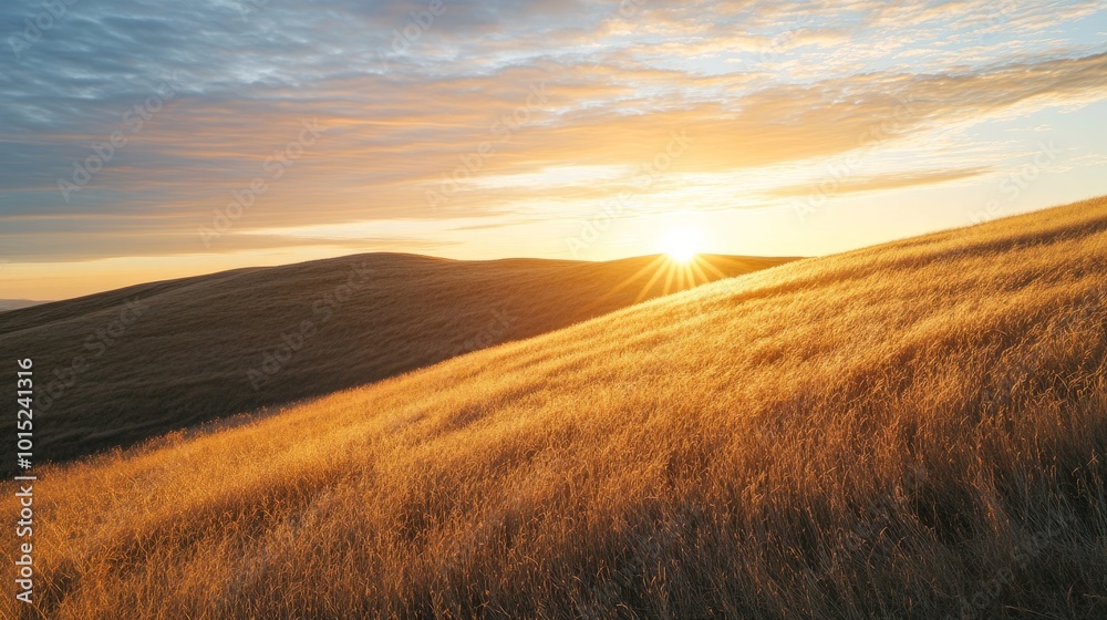 Fototapeta premium Golden grass field with sunset over rolling hills.