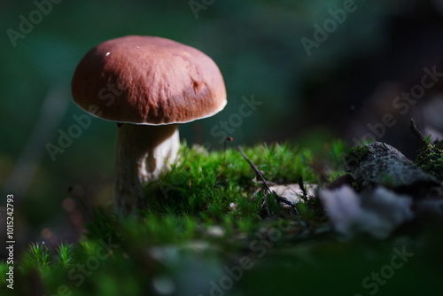 Levitating porcini mushrooms isolated on white background. Boletus mushrooms on a white background. Package design element.