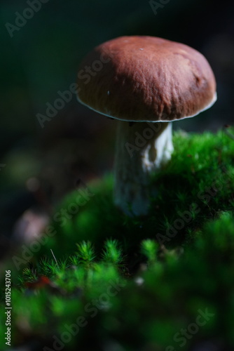 Levitating porcini mushrooms isolated on white background. Boletus mushrooms on a white background. Package design element.