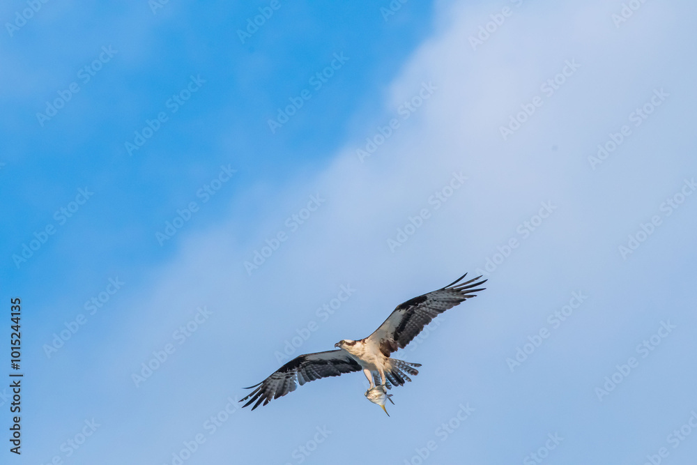 Fototapeta premium Osprey Flying with Freshly Caught Pompano