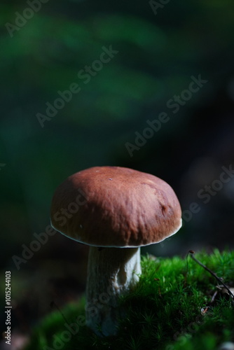 Levitating porcini mushrooms isolated on white background. Boletus mushrooms on a white background. Package design element.