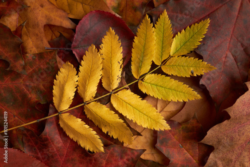 Multi-colored fallen autumn tree leaves