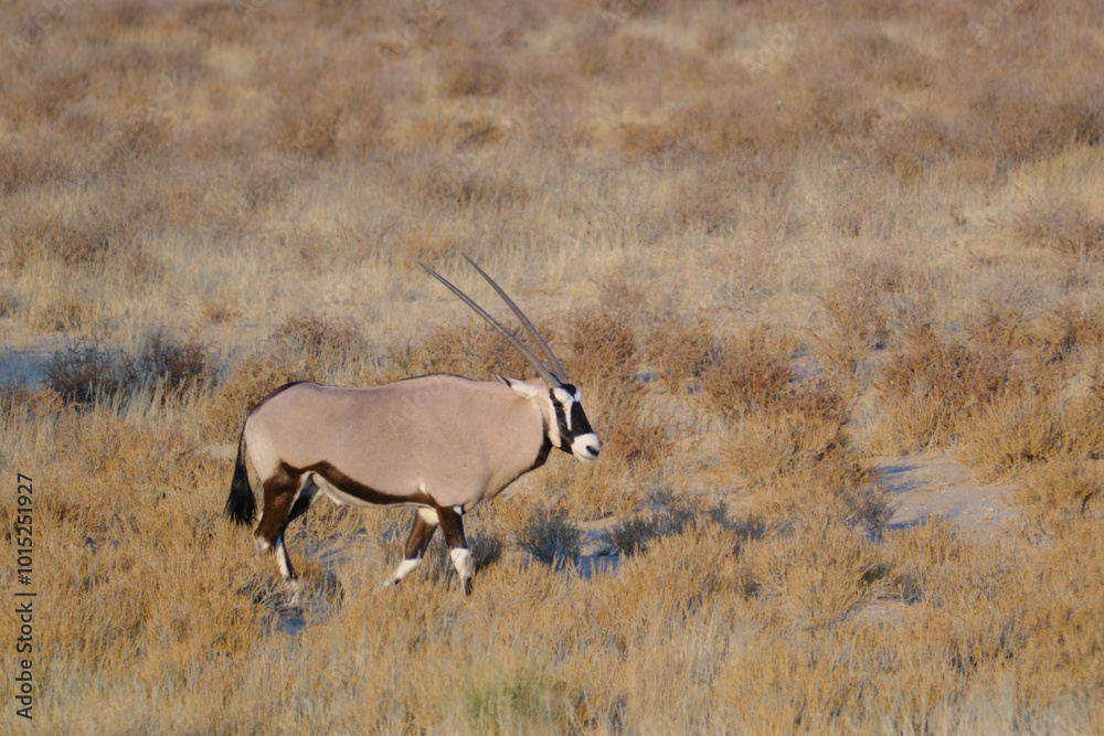 Fototapeta premium Male oryx walking in the desert at the Kgalagadi national park, South Africa