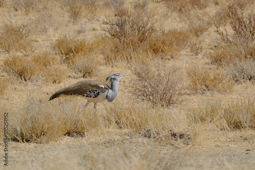 Kori Bustard walking at the bush, the largest flying bird native to Africa, Kgalagadi national park, South Africa