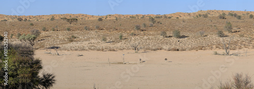 Panoramic picture of a group of ostriches drinking at a water hole, Kgalagadi camp site, South Africa