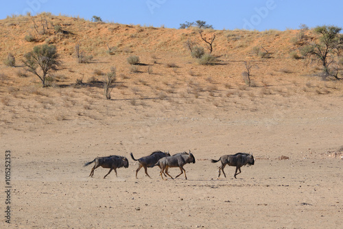 Group of blue wildebeests running at the Kgalagadi national park, South Africa