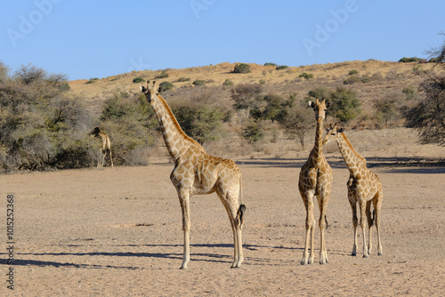 Family of giraffes at Kgalagadi national park, South Africa photo