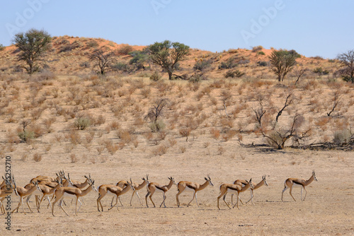 Herd of springboks in the Kgalagadi national park, South Africa