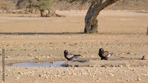 Couple of bateleur eagles male and female at a water hole, Kgalagadi national park, South Africa