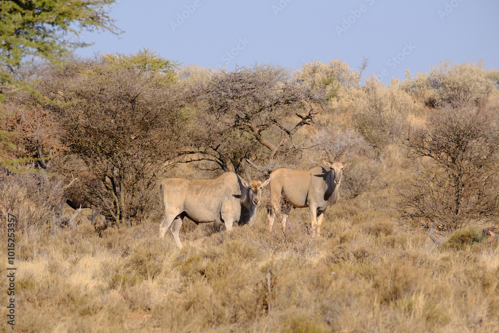Two eland antelopes at Mokala national park, South Africa Two eland antelopes at Mokala national park, South Africa