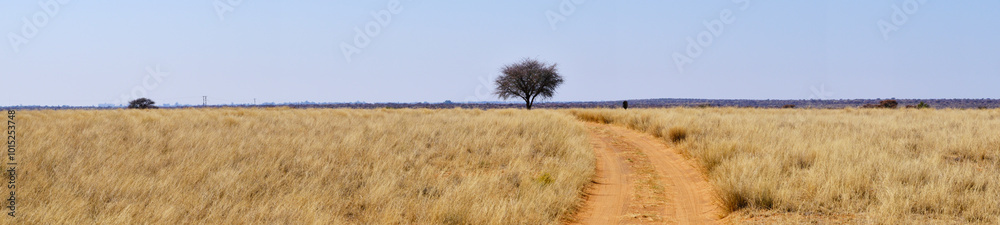 Panorama of a sandy road at Mokala national park, South Africa Panorama of a sandy road at Mokala national park, South Africa