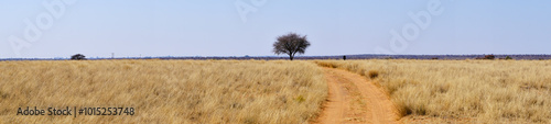 Panorama of a sandy road at Mokala national park, South Africa