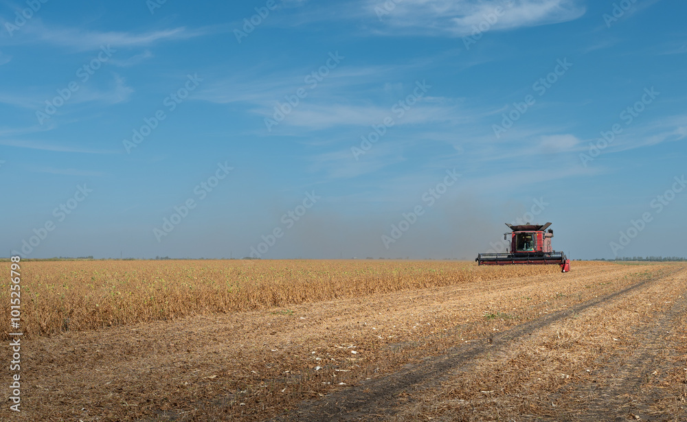 Fototapeta premium Harvesting combine in the wheat.