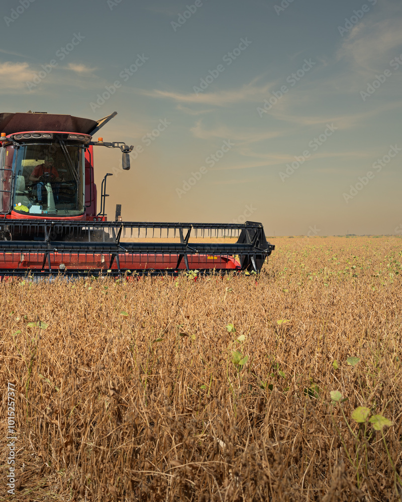 Fototapeta premium Harvesting combine in the wheat.