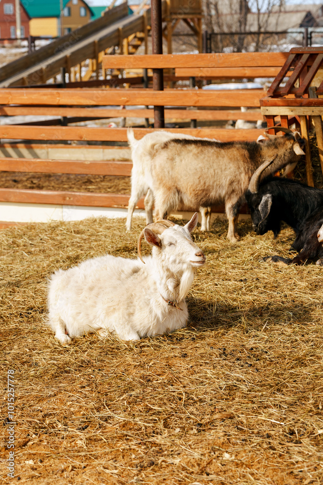 Fototapeta premium Goats seem at ease, peacefully grazing and exploring their surroundings.