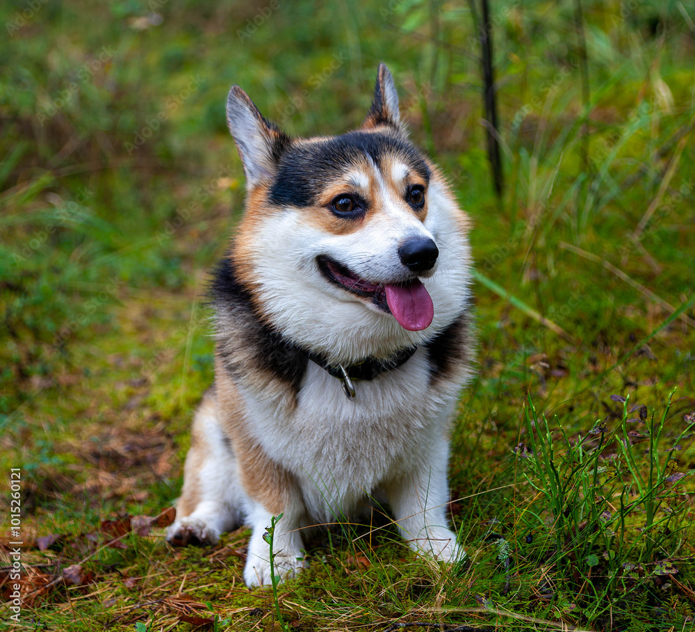 Adorable Corgi Sitting Happily in a Lush Green Forest Adorable Corgi Sitting Happily in a Lush Green Forest